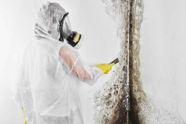 Mold Removal and Inspection in Myrtle Beach, SC
