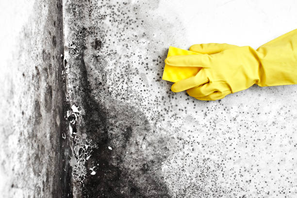 Best Commercial Mold Removal  in Myrtle Beach, SC