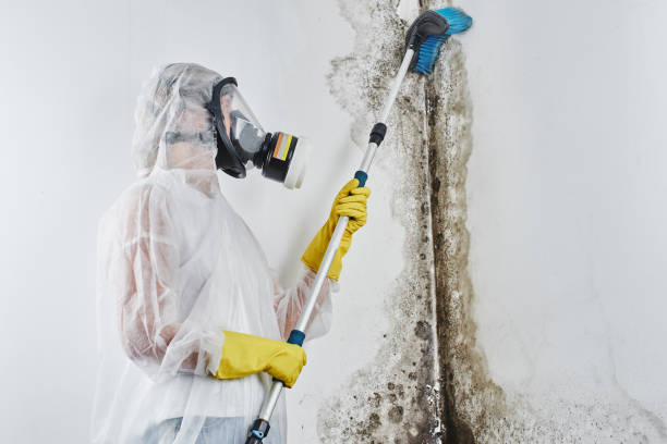Best Residential Mold Removal  in Myrtle Beach, SC