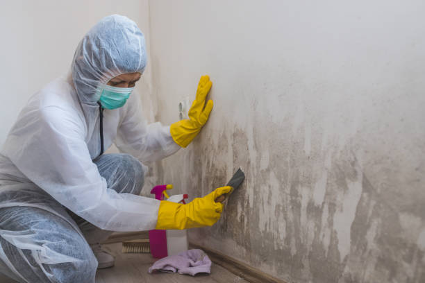 Best Certified Mold Removal  in Myrtle Beach, SC