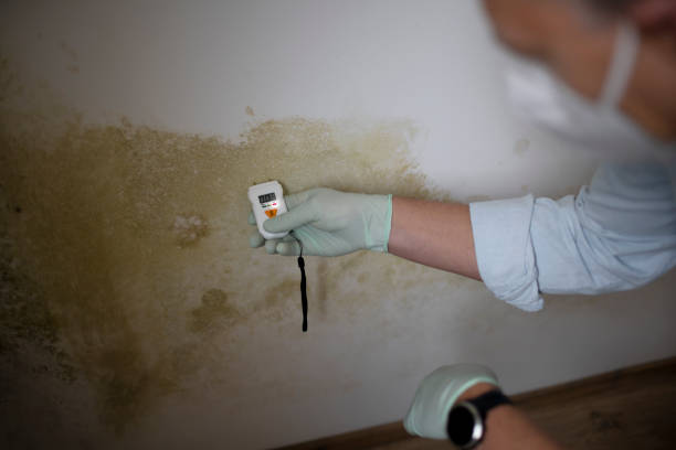 Best Toxic Mold Removal  in Myrtle Beach, SC