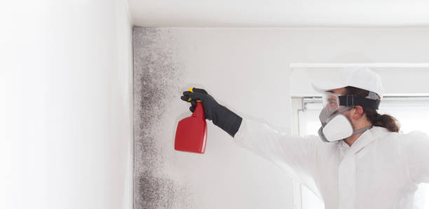 Best Commercial Mold Removal  in Myrtle Beach, SC