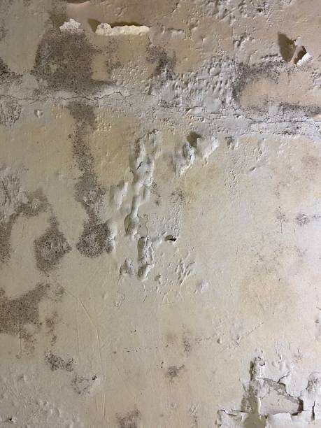 Best Emergency Mold Removal  in Myrtle Beach, SC