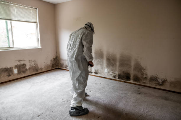 Attic Mold Removal in Myrtle Beach, SC