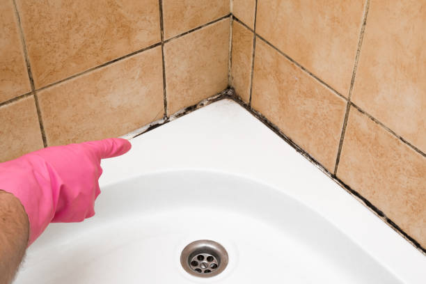 Professional Mold Removal in Myrtle Beach, SC